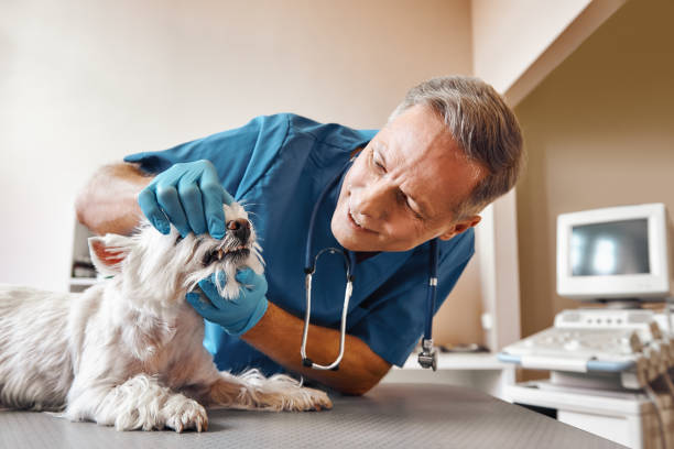 Best Emergency Dentist for Knocked-Out Tooth in Greilickville, MI